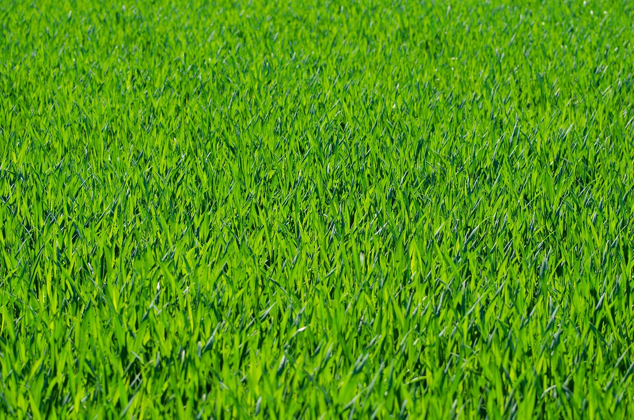 Aerate, then overseed the thin and bare spots.