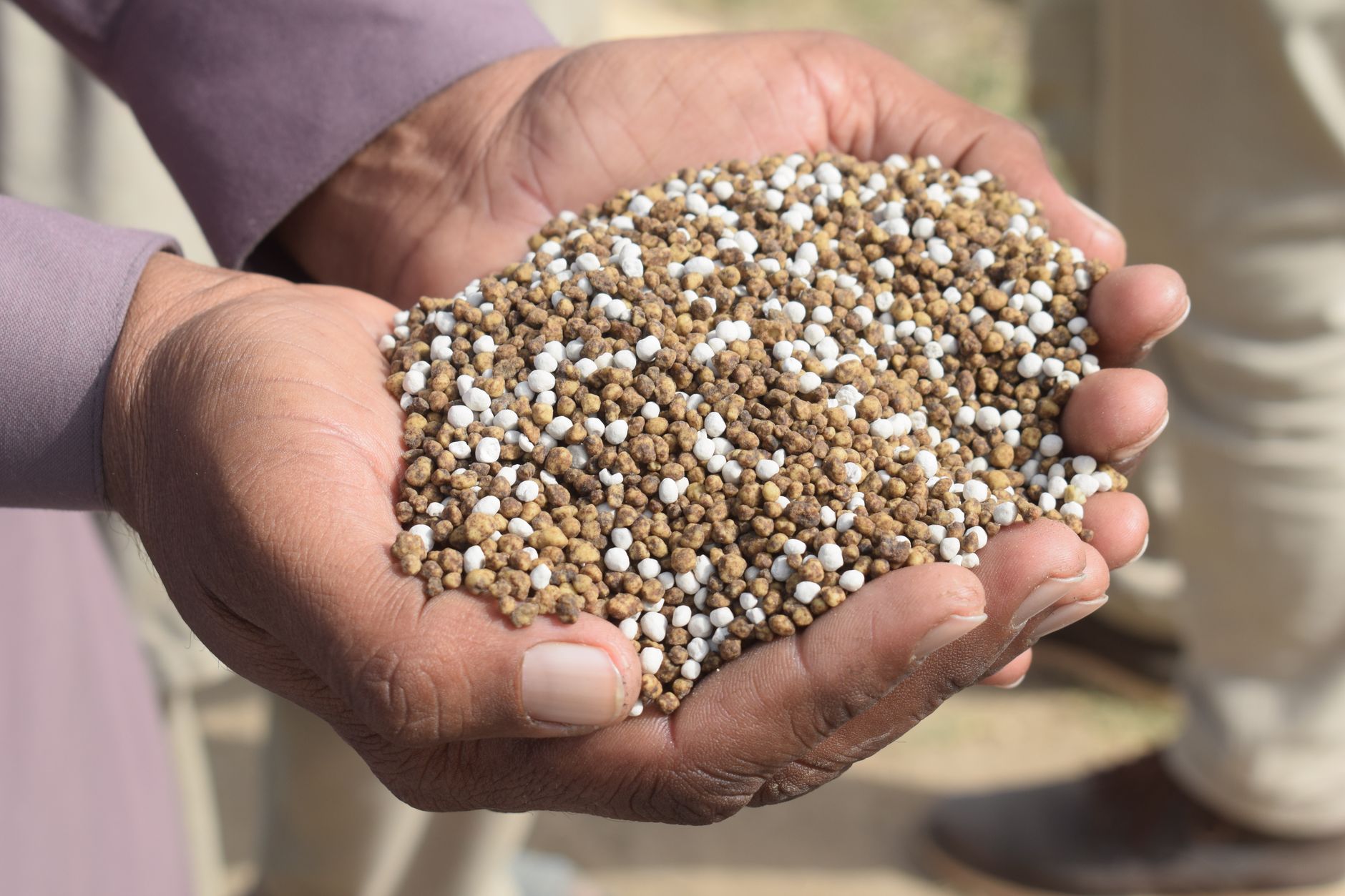 A fall feeding builds strong roots for spring.