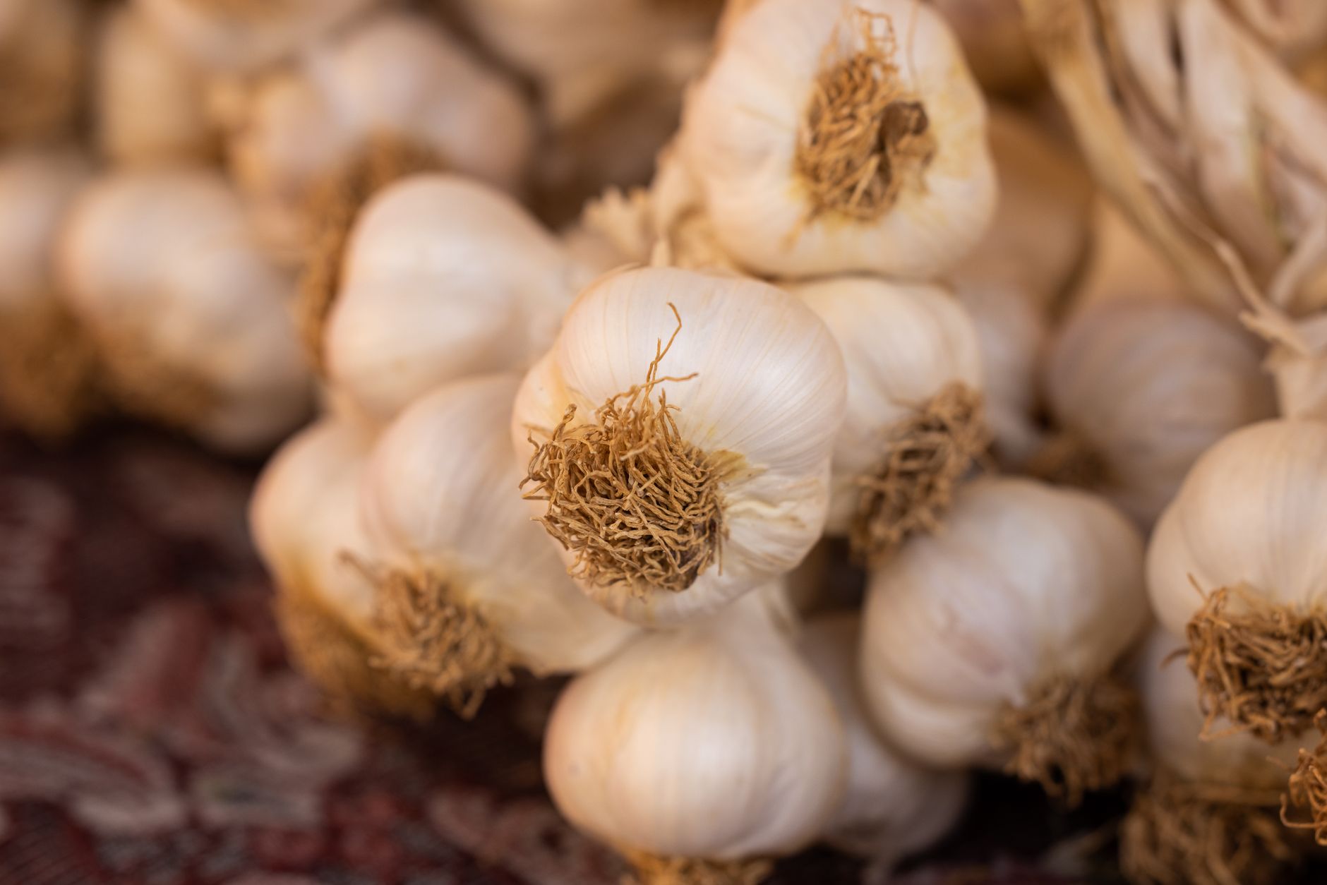 Whole seed-garlic bulbs for planting