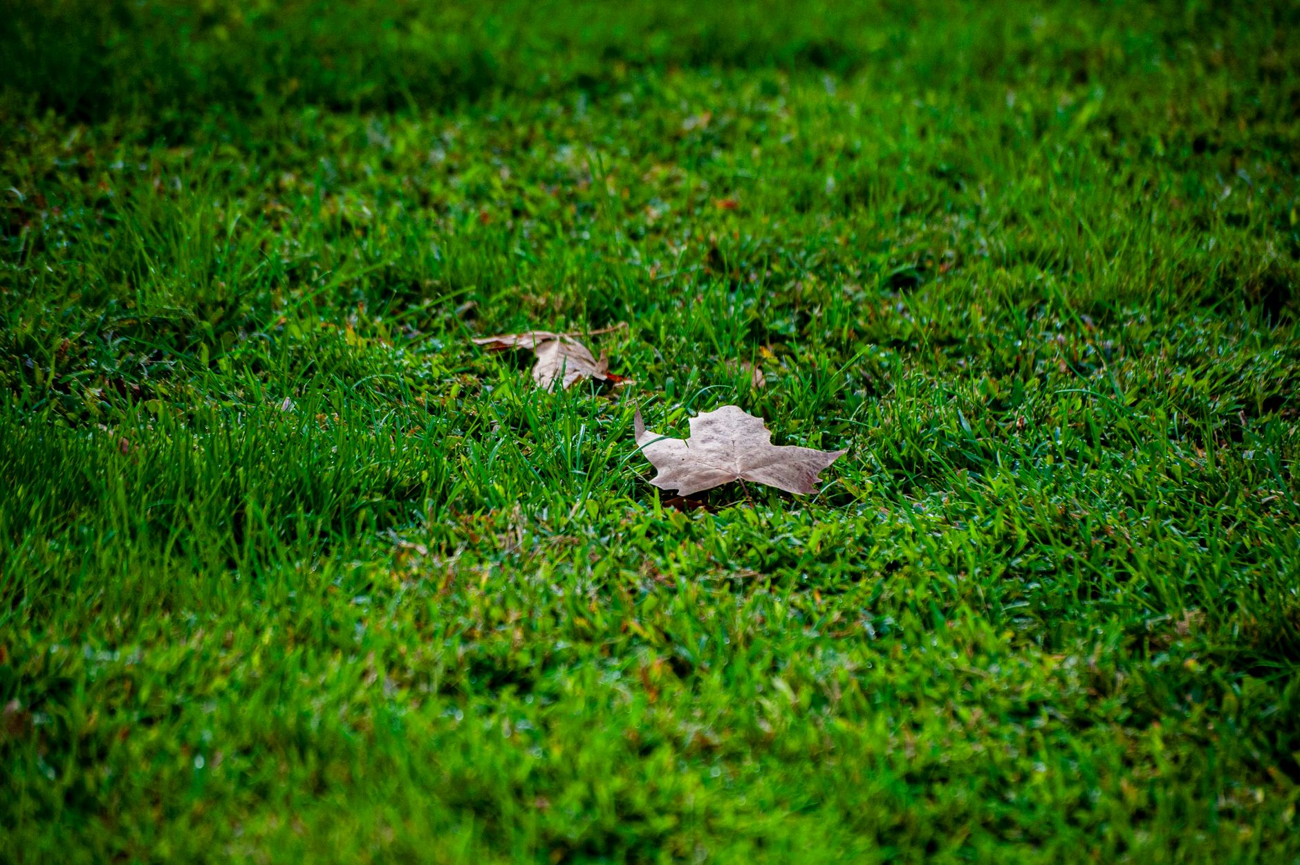 Late summer into early fall is the sweet spot.