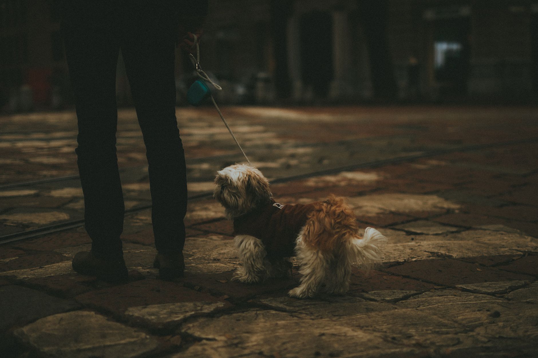 Walking a dog during the cooler part of the day