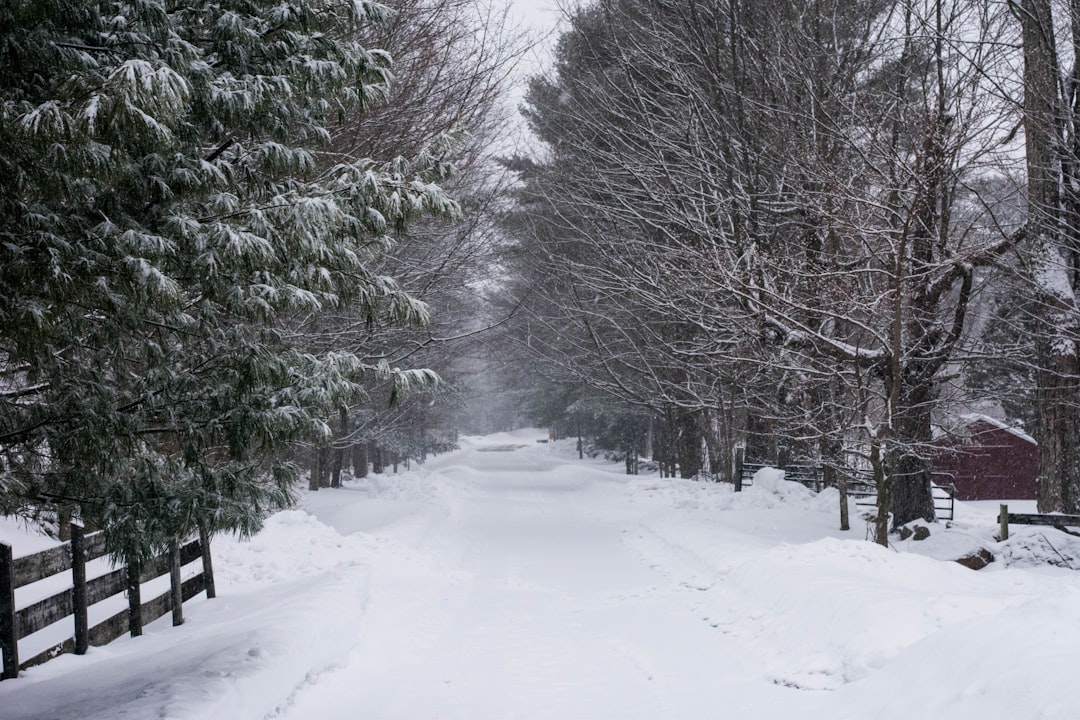 A snowy driveway lined with trees after a snowfall